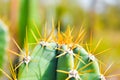 Close up of Hedge cactus or Cereus repandus spine in the garden