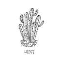 Hedge cactus in decorative pot in doodle style with a handwritten title Royalty Free Stock Photo