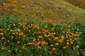 A Hedge of California Poppies and Wild Mustard Royalty Free Stock Photo