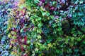 Hedge-climbing herbaceous plant, in a row tightly closed. Decorative, enclosing, protective, camouflage function, delimit the area