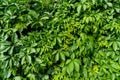 A hedge of a climbing perennial plant maiden grapes on a sunny summer day