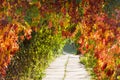 Hedge with climbing plants forming arch in autumn park