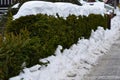 Hedge cut from spruce. frosty and snowy block shape. Evergreen Royalty Free Stock Photo