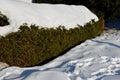 Hedge cut from spruce. frosty and snowy block shape. Evergreen opaque low, side view. lawn, road texture in the mountains. covered Royalty Free Stock Photo