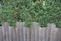 Hedge with decorative pattern fence paneling