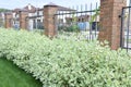 Hedge of dogwood bushes 1 meter height Royalty Free Stock Photo