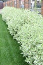 Hedge of dogwood bushes 1 meter height Royalty Free Stock Photo