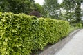 Hedge of Fagus sylvatica