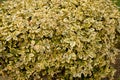 Hedge fence.Boxwood bush in background. Small Leaf Plant Royalty Free Stock Photo