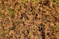 Hedge fence.Boxwood bush in background. Small Leaf Plant Royalty Free Stock Photo