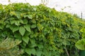 Hedge, on the fence is growing hops. Beautiful background