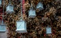 Hedge fence with hanging lanterns outside of building facade. Wall covered with ivy plant and lamp Royalty Free Stock Photo