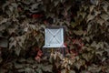 Hedge fence with lantern outside of building facade. Wall covered with ivy plant. Front view photography with autumn background Royalty Free Stock Photo