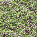 Green hedge background with pink flowers in the garden. Outdoor. Landscaping. Thick deciduous shrub in the form of a wall