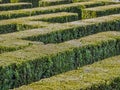 Hedge formed maze Royalty Free Stock Photo