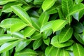 A hedge of fresh green laural leaves. Royalty Free Stock Photo