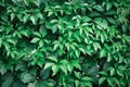 Hedge of green leaves of wild grapes Royalty Free Stock Photo
