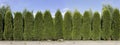 Hedge from green thuja trees Royalty Free Stock Photo