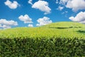 Hedge hill cloudy sky landscape