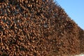 Hedge of hornbeam cut into a plane in autumn, when the leaves are dark brown and deciduous until spring. February still holds the Royalty Free Stock Photo