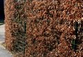 Hedge of hornbeam cut into a plane in autumn, when the leaves are dark brown and deciduous until spring. February still holds the Royalty Free Stock Photo