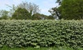 Hedge of Elaeagnus ebbingei