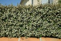 Hedge of Elaeagnus ebbingei