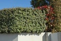 Hedge of Elaeagnus ebbingei and photinia