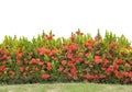 Hedge isolated Royalty Free Stock Photo