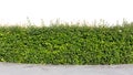 Hedge isolated Royalty Free Stock Photo