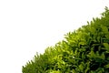 Hedge isolated on White Background Royalty Free Stock Photo