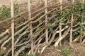 Hedge Laying. Royalty Free Stock Photo