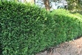 A hedge of Leyland cypress ( Cupressocyparis leylandii ). Royalty Free Stock Photo