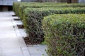 hedge ligustrum ovalifolium trim trimming green rows fences paving formal