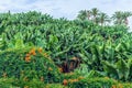 A hedge made from a climbing plant Pyrostegia venusta around a banana field