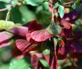 The hedge maple Acer campestre fruits