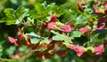 The hedge maple Acer campestre fruits