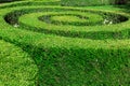 Hedge maze of trimmed shaped bushes. Royalty Free Stock Photo