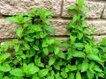 A hedge of mint leaves creeping up a brick wall in a garden.