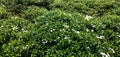 This hedge plant with green leaves and white flowers grows well