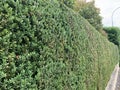 Hedge, recently cut