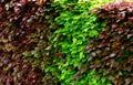 Hedge of red and green beech in combination with ornamental grasses. Lush green alternates with deep red foliage in early spring. Royalty Free Stock Photo