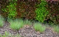 Hedge of red and green beech in combination with ornamental grasses. Lush green alternates with deep red foliage in early spring. Royalty Free Stock Photo