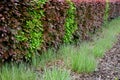 Hedge of red and green beech in combination with ornamental grasses. Lush green alternates with deep red foliage in early spring. Royalty Free Stock Photo