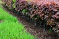 Hedge of red and green beech in combination with ornamental grasses. Lush green alternates with deep red foliage in early spring. Royalty Free Stock Photo