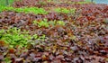 Hedge of red and green beech in combination with ornamental grasses. Lush green alternates with deep red foliage in early spring. Royalty Free Stock Photo