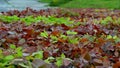 Hedge of red and green beech in combination with ornamental grasses. Lush green alternates with deep red foliage in early spring. Royalty Free Stock Photo