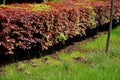 Hedge of red and green beech in combination with ornamental grasses. Lush green alternates with deep red foliage in early spring. Royalty Free Stock Photo