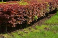 Hedge of red and green beech in combination with ornamental grasses. Lush green alternates with deep red foliage in early spring. Royalty Free Stock Photo