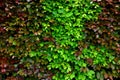 Hedge of red and green beech in combination with ornamental grasses. Lush green alternates with deep red foliage in early spring. Royalty Free Stock Photo